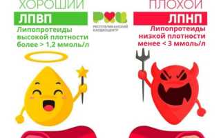 ЛПВП или ЛПНП — какой холестерин хороший?